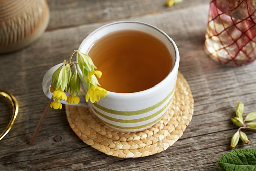 White cup of herbal tea with fresh blooming cowslip or primula plant