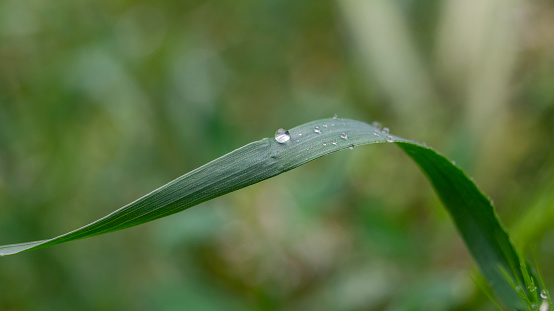 Water drop ion green leaf in macro