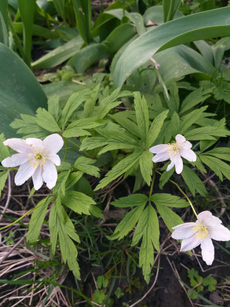 istock Spring background: white flowers among green leaves 1497698921