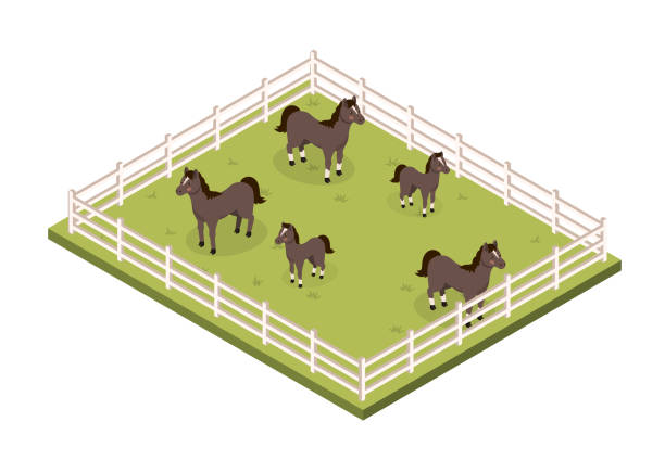 ilustraciones, imágenes clip art, dibujos animados e iconos de stock de paddock con caballos - paddock