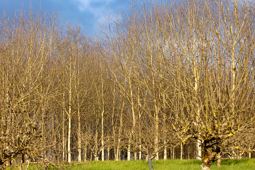 Wide angle view of row of leafless birch trees a sunny day ,clear blue sky in Pontevedra province ,Galicia, Spain. Idyllic landscape ,backgrounds.
