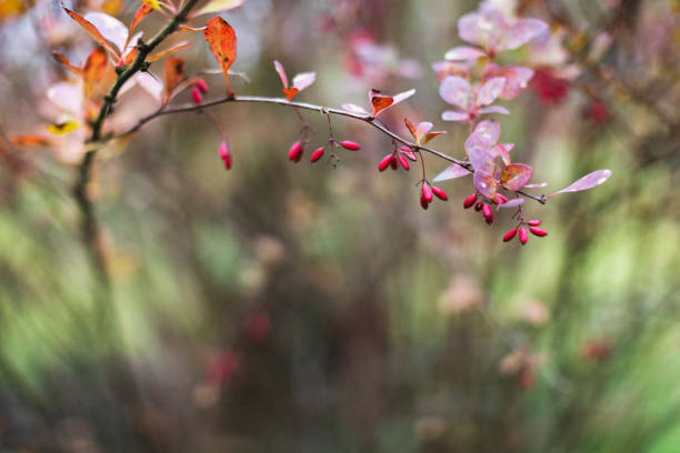 Autumn in garden, Barberry bush