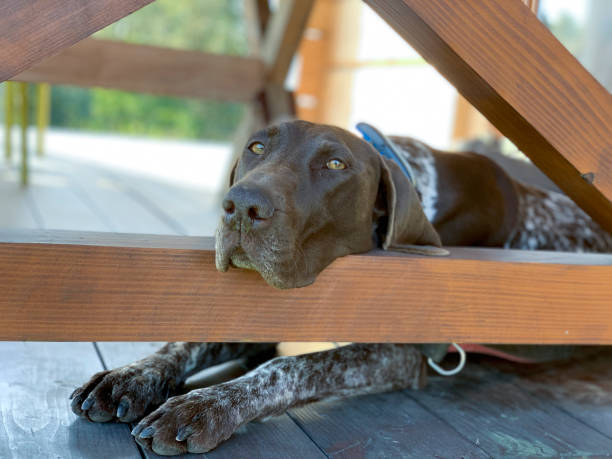 German shorthaired pointer - dog stock photo