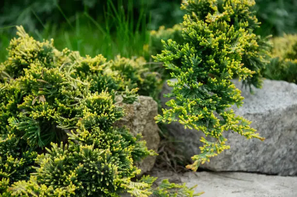 A decorative juniper bush covers a stone. Fragment Landscape design