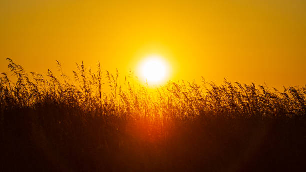 istock Sunset on the horizon over the grass. 1497702908