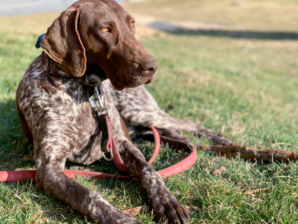 German shorthaired pointer dog - spring time stock photo