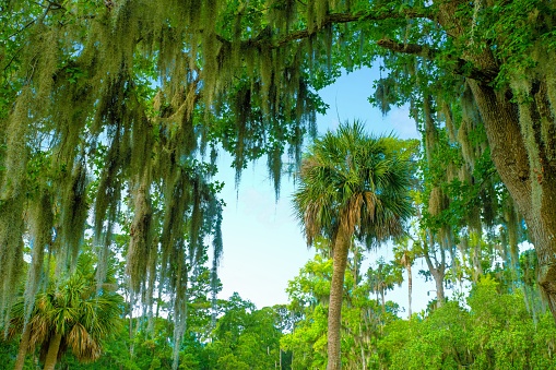 Hilton Head-Live Oak and Palm trees-Hilton Head, South Carolina