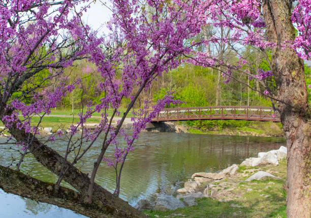 istock Redbud Tree with small creek and bridge- Howard County, Indiana 1497704978