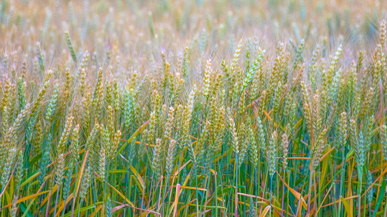 Wheat Field near harvest- Howard County, Indiana