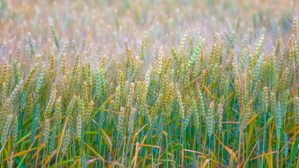 Wheat Field near harvest- Howard County, Indiana stock photo