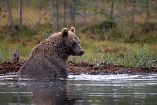 A bear inside alake with a forest in the background in a lake in finland near kumho wide angle