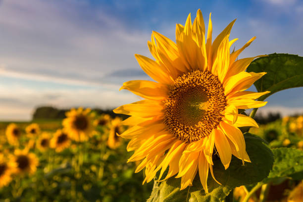 istock Field of blooming sunflowers 1497705082