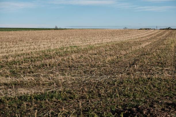 istock this is a brown field with many dry plants growing in it 1497706440