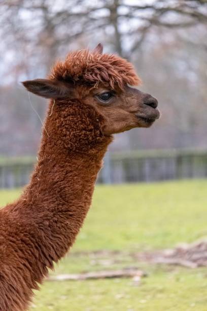 istock brown and white llama standing in grassy area with trees in background 1497706449