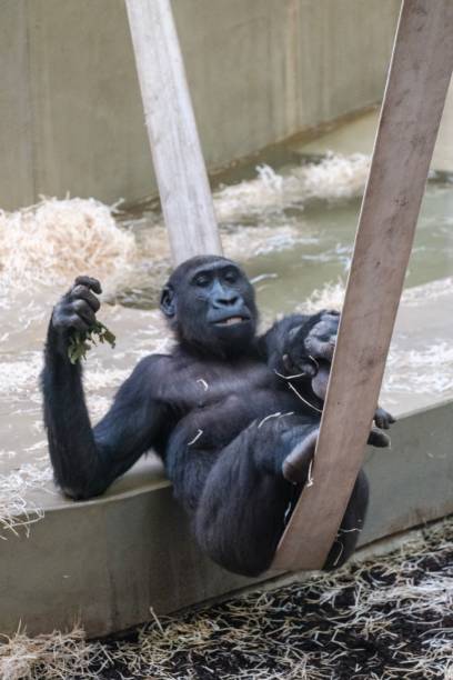 istock Curious monkey perched on a swing in a zoo habitat 1497706455