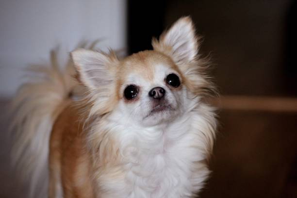 istock Rainy the chihuahua 1497706590