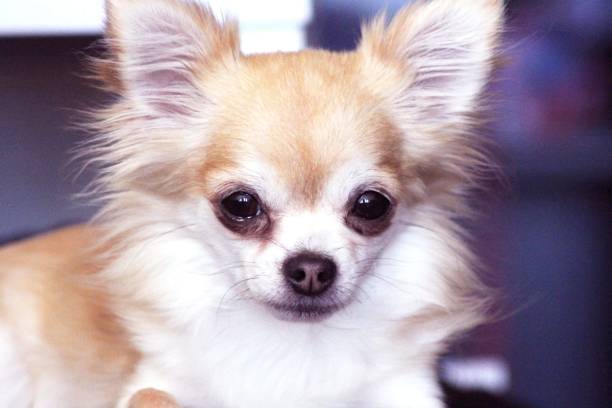 istock Rainy the chihuahua 1497706606