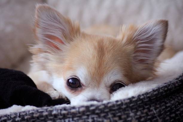 istock Rainy the chihuahua 1497706610