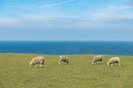Sheep graze on the dike along the coast near the village of De Cocksdorp on the Wadden island of Texel, the Netherlands.