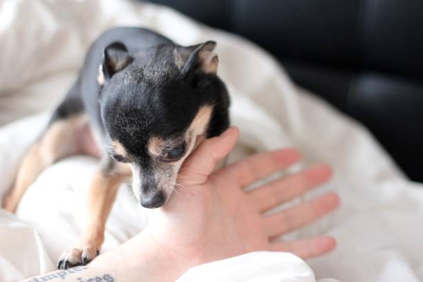 istock Coffee the chihuahua 1497707354
