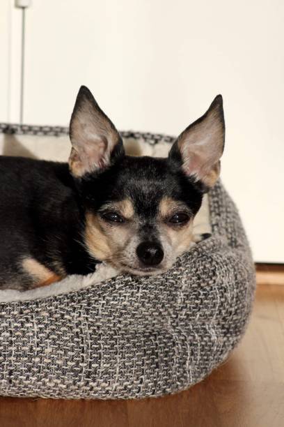 istock Coffee the chihuahua 1497707389