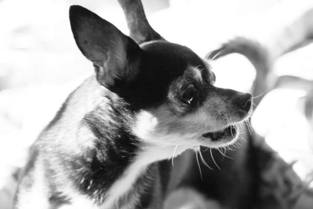 Two chihuahua dogs on a beige background. Pet chihuahua dogs