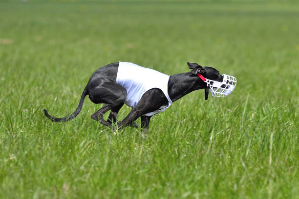 istock Dogs racing in lure coursing 1497708324