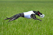 schwarzer-whippet-l%C3%A4uft.jpg?b=1&s=170x170&k=20&c=iOwARV8a1hVbRRIeU_w6IWrFFZQgdOniivO3eSrlWhw=