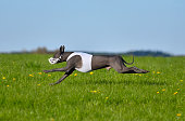 mexikanischer-haarloser-hund-jagt-k%C3%B6der-im-feld.jpg?b=1&s=170x170&k=20&c=ZV-GQ2Cxr9Vckz6pUzJaQmXy6JDC9stlKPlF7gIGCNA=