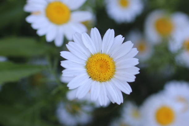 istock Daisy flowers and grass spring macro photo 1497708432