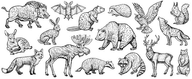 Forest animals, vector sketch. Deer, fox, wolf, raccoon, moose, owl, and other wild woodland animals. Collection of vintage style illustrations.