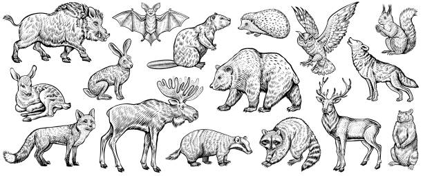 Forest animals, vector sketch. Woodland collection of vintage style illustrations. Forest animals, vector sketch. Deer, fox, wolf, raccoon, moose, owl, and other wild woodland animals. Collection of vintage style illustrations. hedgehog animal mammal isolated stock illustrations