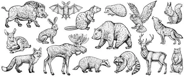 Vector illustration of Forest animals, vector sketch. Woodland collection of vintage style illustrations.