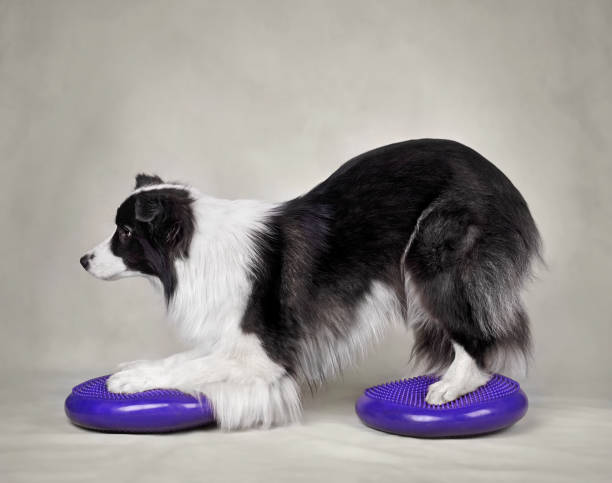 istock Dog fitness trainig 1497709021