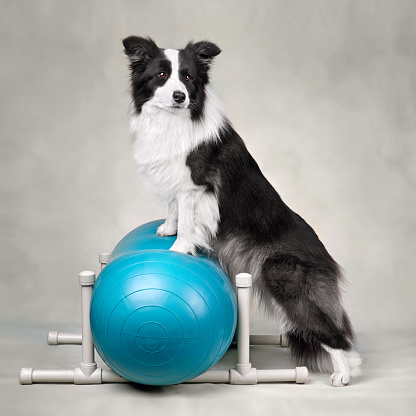 Cute Border collie trainig on a balance peanut ball in the dog fitness club