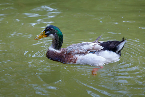 A male duck (mallard) sitting by the water