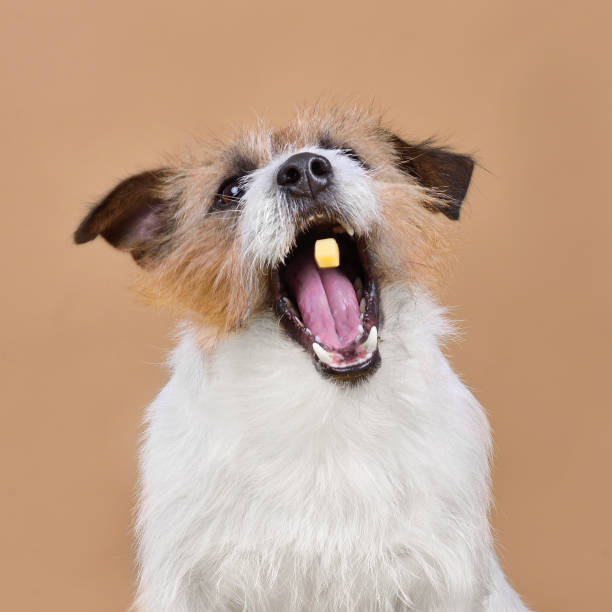 istock Dog catches a piece of food 1497710068