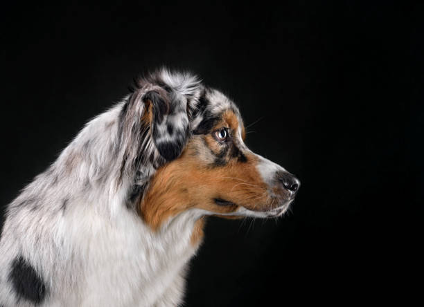 istock Adult Australian Shepherd dog 1497710166