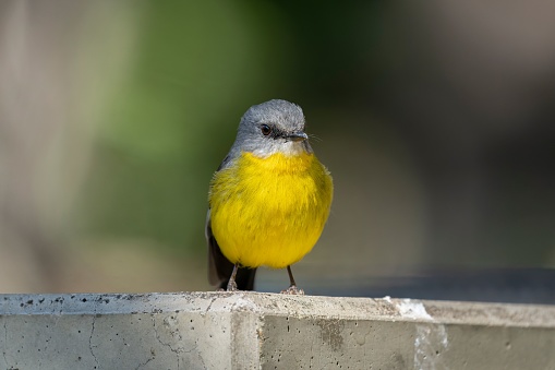 A high-resolution closeup shot of an Eastern Yellow Robin perched atop a branch