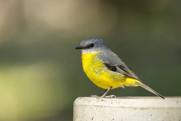 istock High-resolution closeup shot of an Eastern Yellow Robin perched atop a branch 1497710810