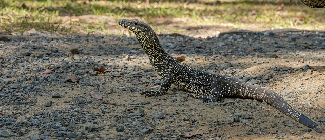 A close-up image of an isolated small lizard resting on the ground in a natural setting