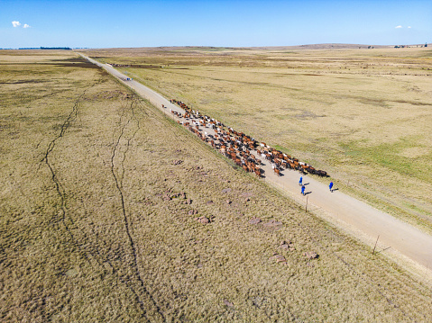 Cattle are being herded down a gravel road to a new feeding camp in South Africa