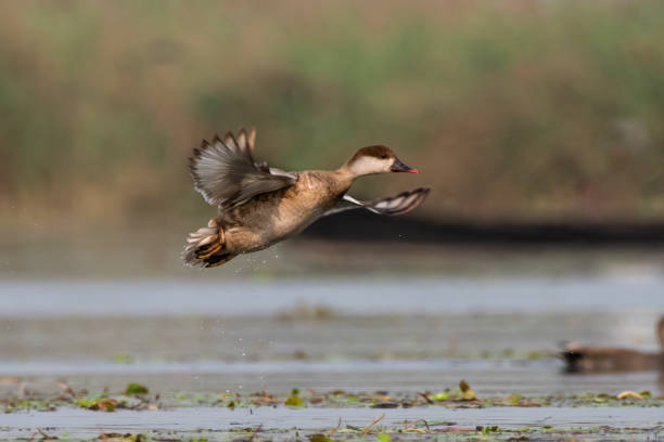 istock Red-crested pochard or Netta rufina observed in Gajoldaba in West Bengal, India 1497711021