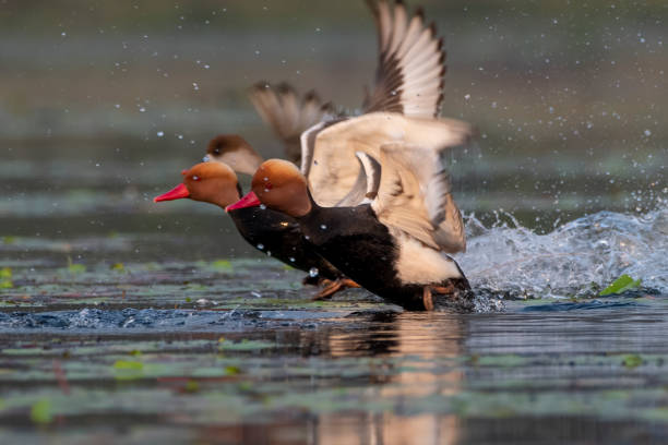 istock Red-crested pochard or Netta rufina observed in Gajoldaba in West Bengal, India 1497711038