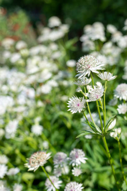 istock Astrantia major (Great masterwort) flowers 1497711452