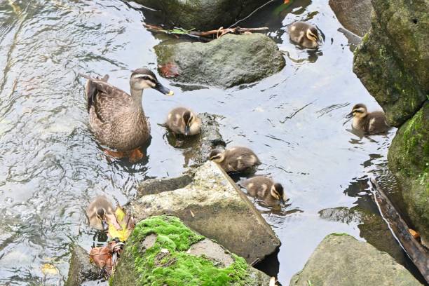 istock A spot-billed duck mother and her children playing in a stream. 1497711625