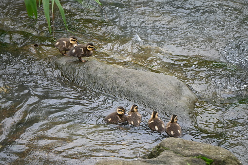 A spot-billed duck mother and her children playing in a stream.