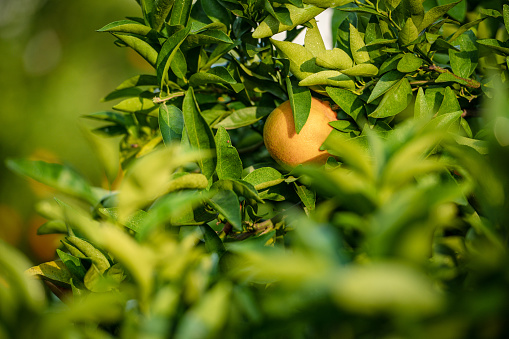 A single orange is hidden between the leaves with lots of soft focus in the foreground.