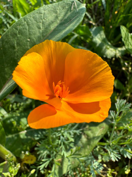 istock California Poppy 1497712324