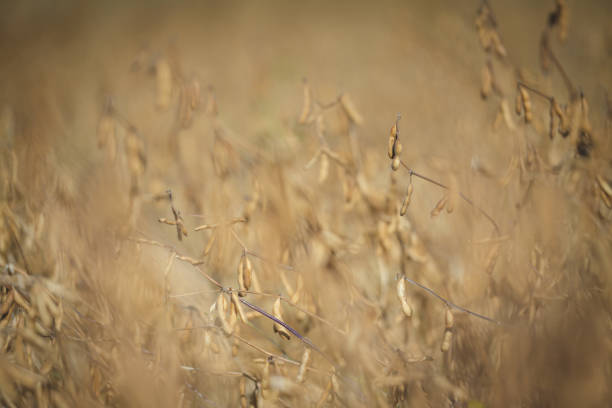 Close up view of Soya Plants in field before harvesting